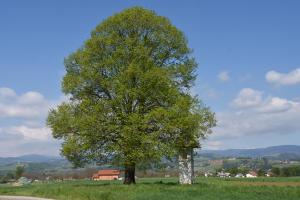 Kapelica-Spodnja-Polskava